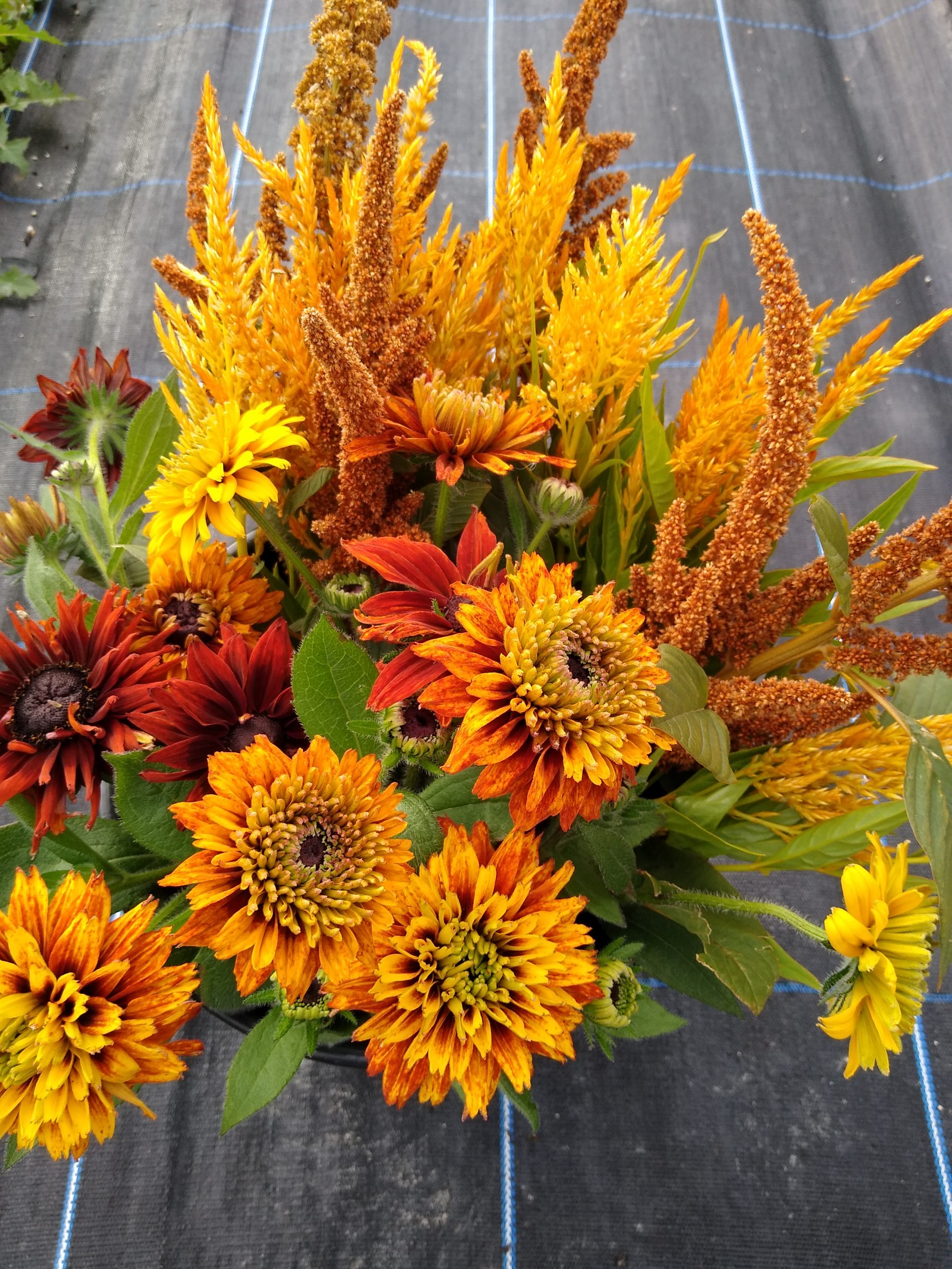 Flower arranger mixed flower buckets Nature's Posy