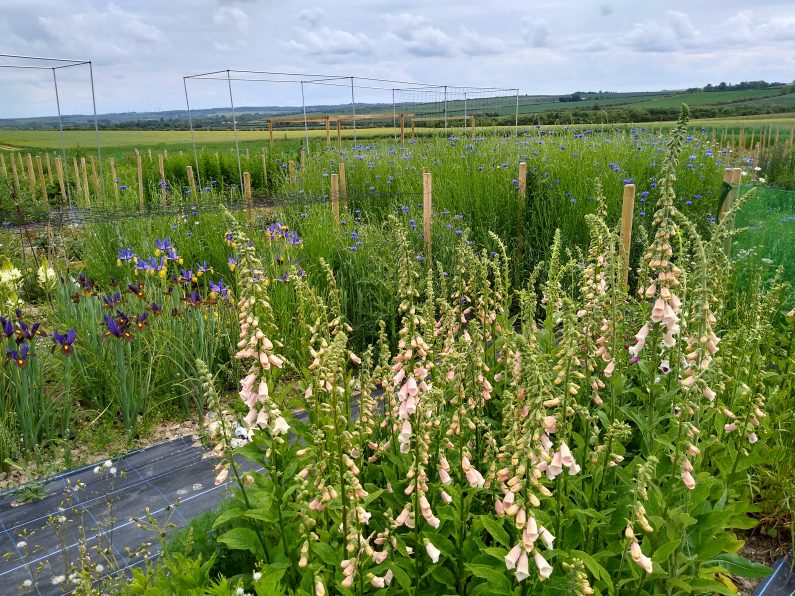 My flower field anniversary; reflections on another year!