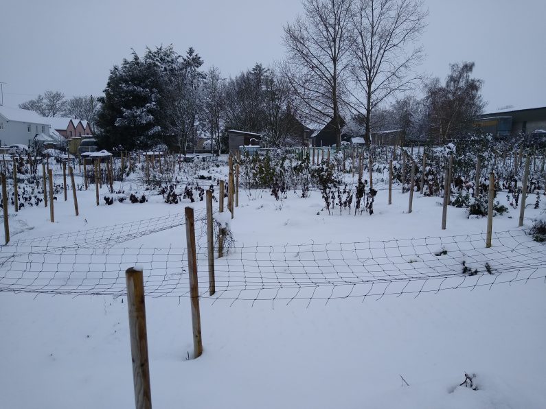 The winter flower farming dilemma